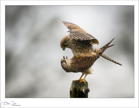 Wildlife